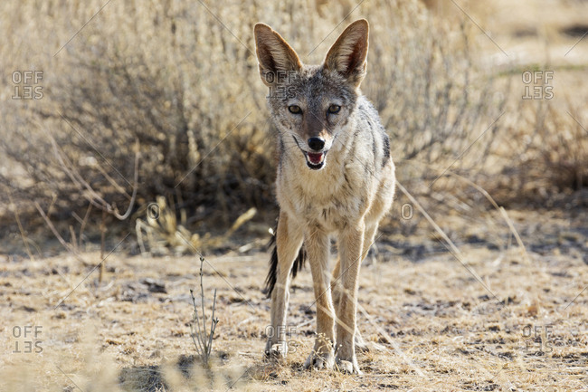 Black jackal