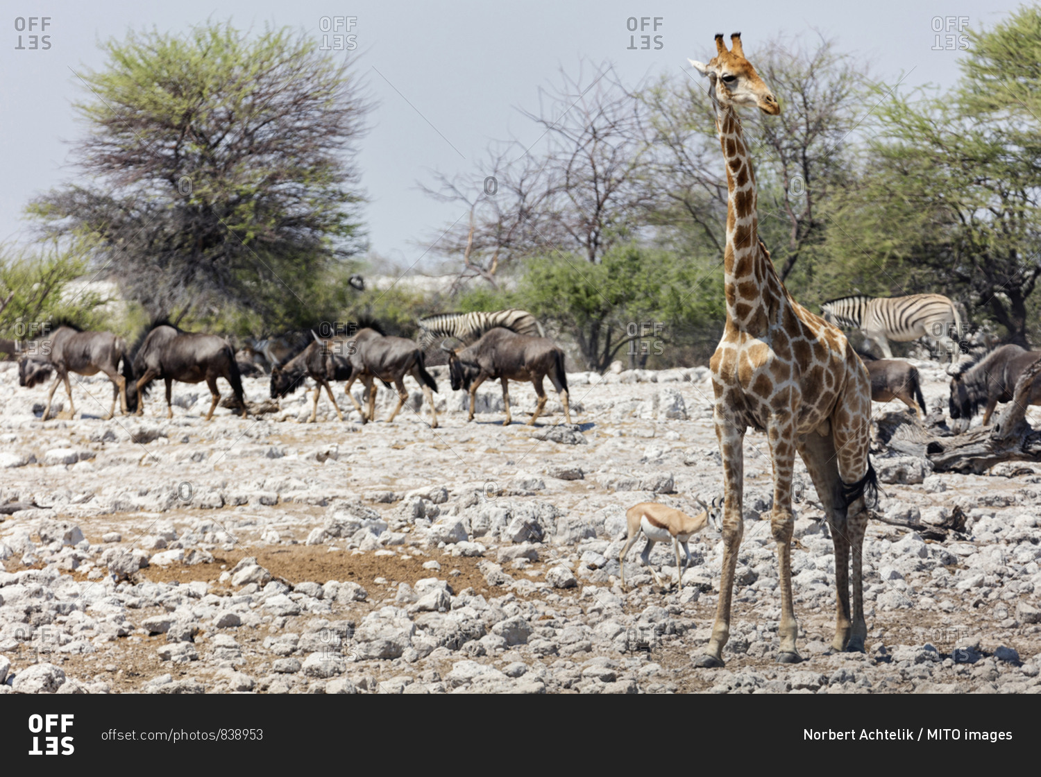 Group of animals at Etosha National Park, Namibia, Africa