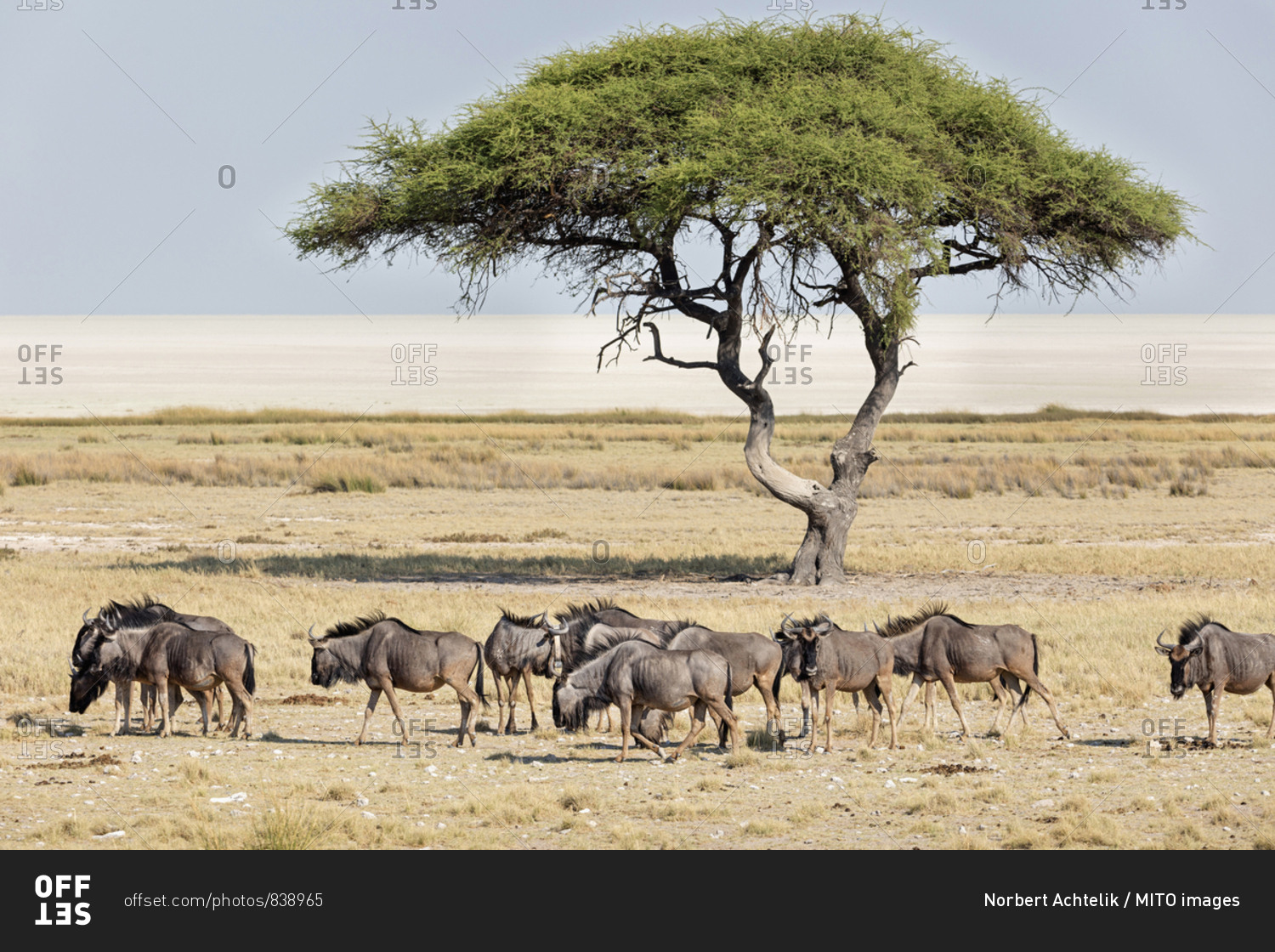 Large group of Gnus animals and mopane tree at Etosha National Park, Namibia, Africa