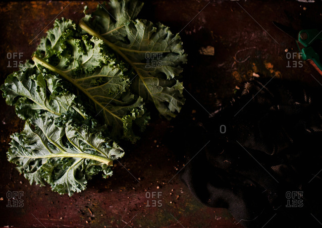 Overhead view of kale leaves on a soil surface