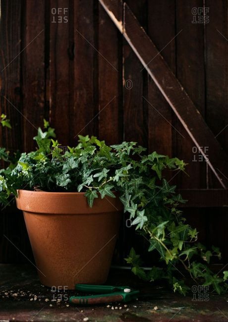 English ivy trailing from a terracotta pot
