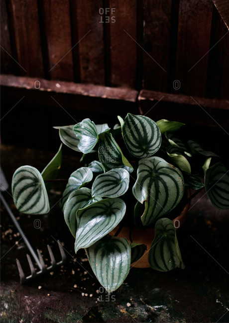 Overhead view of leaf detail on a Watermelon Peperomia pant