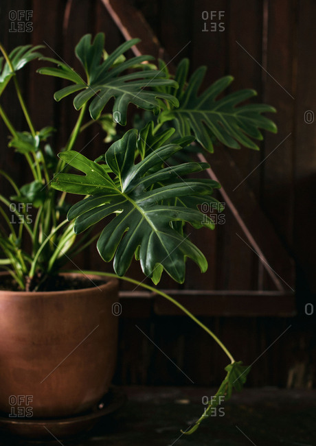 Close-up of Philodendron Xanadu leaf In terracotta planter