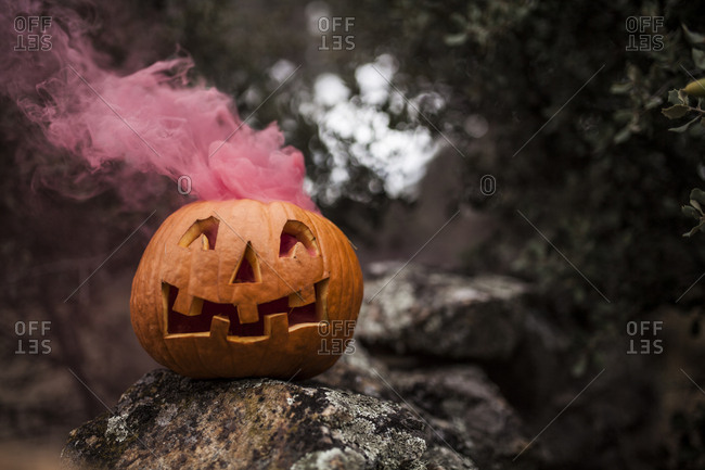 Pink colored smoke coming out a Halloween pumpkin placed on a stone fence in a oak forest