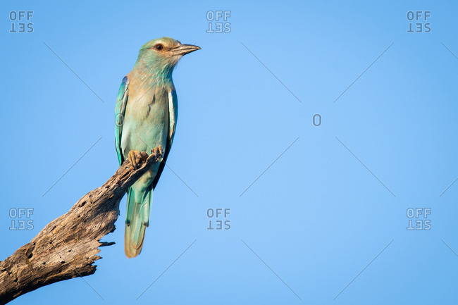 A European roller, Coracias garrulus, perches on a dead branch against blue sky background. Looking out of frame.