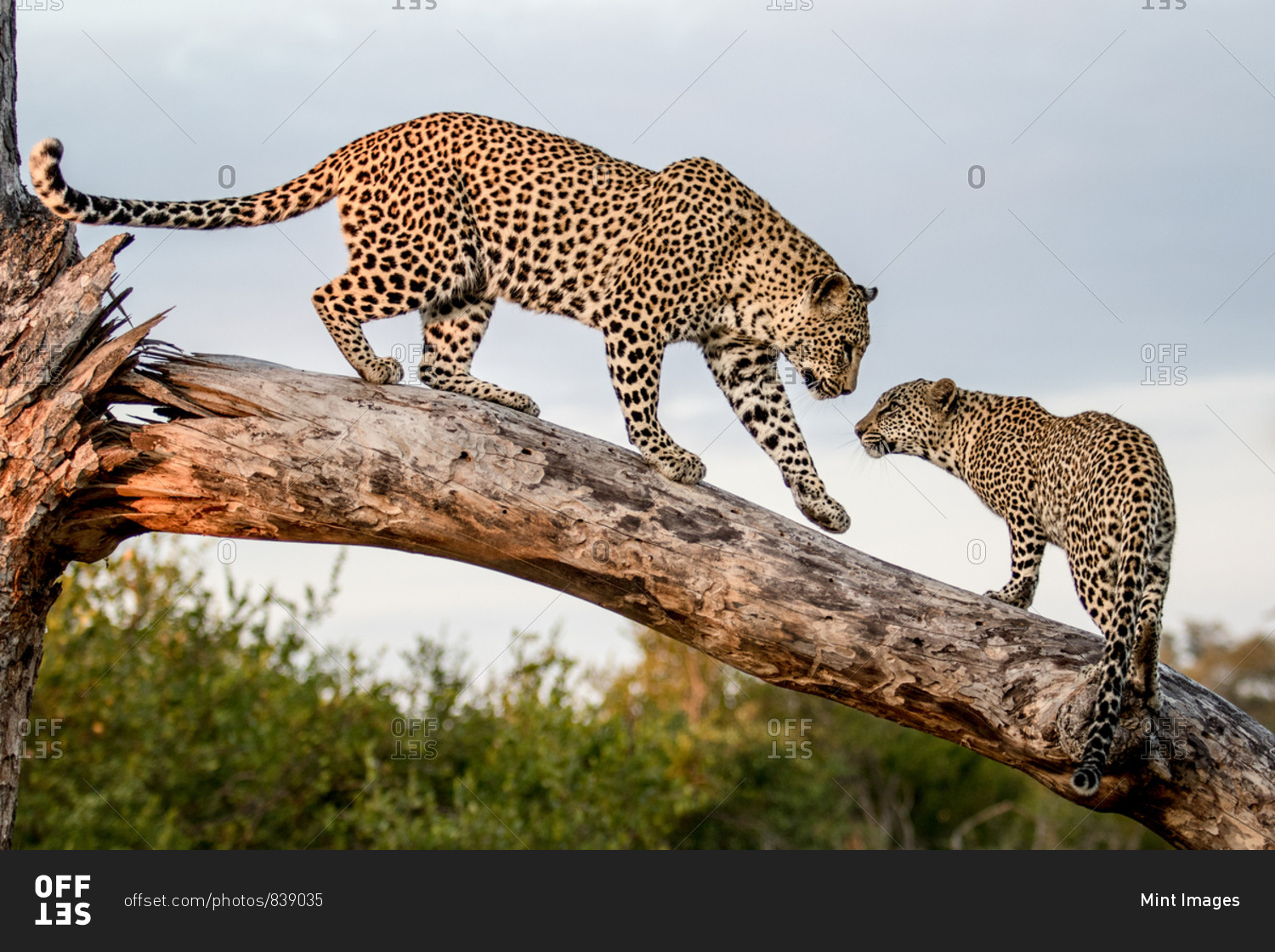 A mother leopard, Panthera pardus, walks down a dead log to its cub, paw in the air. Looking out of frame.