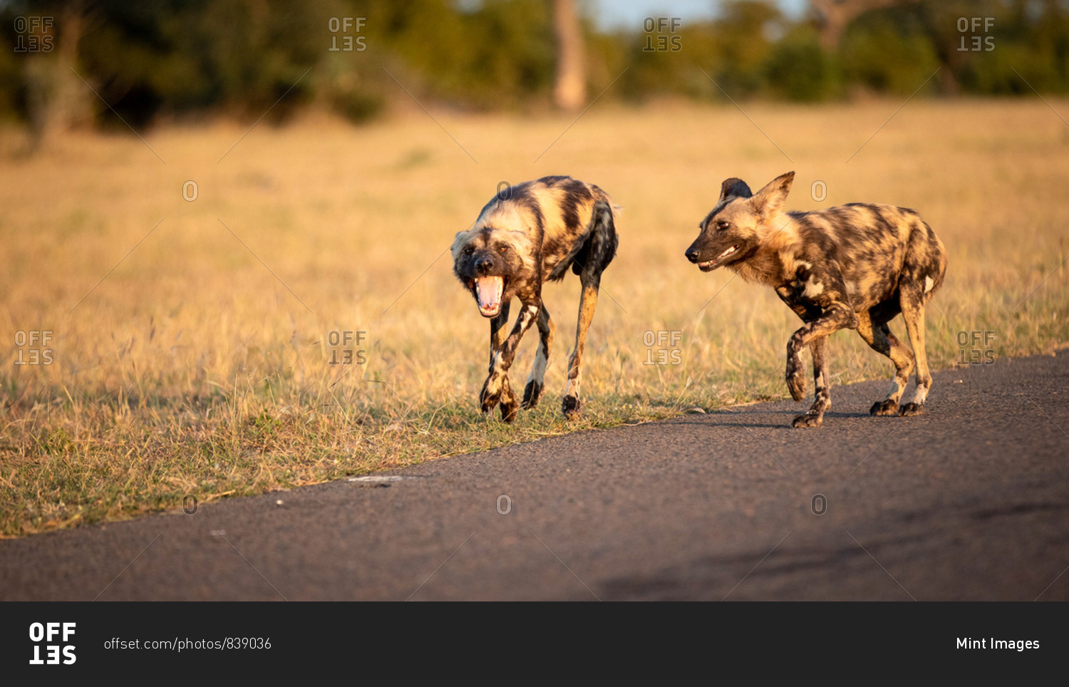Two wild dog, Lycaon pictus, walk together, looking out of frame, mouth open, dry yellow grass background.