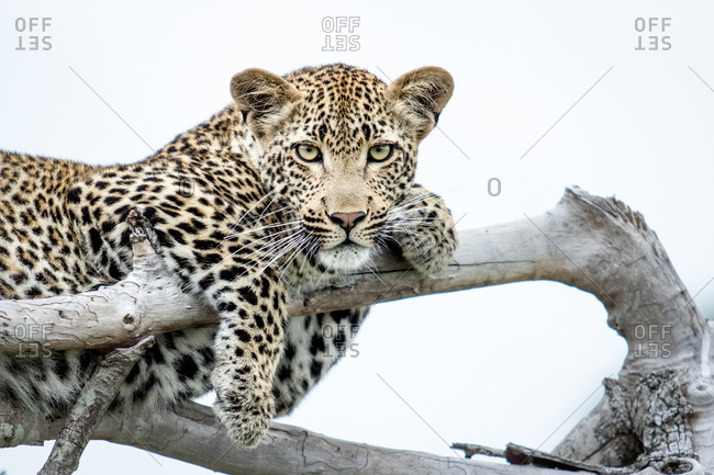 A leopard, Panthera pardus, lies on dead branches, paws draped over branches, direct gaze, white background.