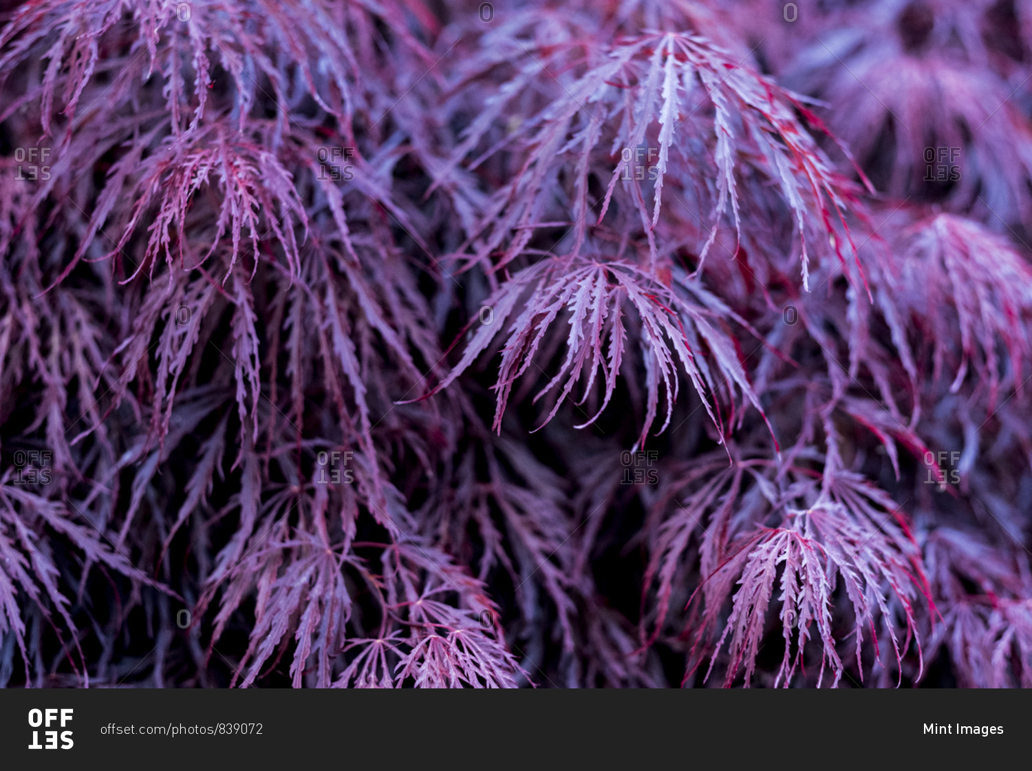 Close up of vibrant purple foliage of a Laceleaf Japanese Maple.