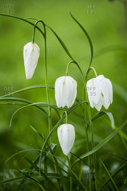 Close up of delicate white blossoms of a Snake's Head Fritillary on a meadow.