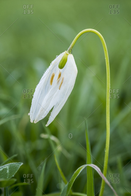 Close up of a delicate white blossom of a Snake's Head Fritillary on a meadow.
