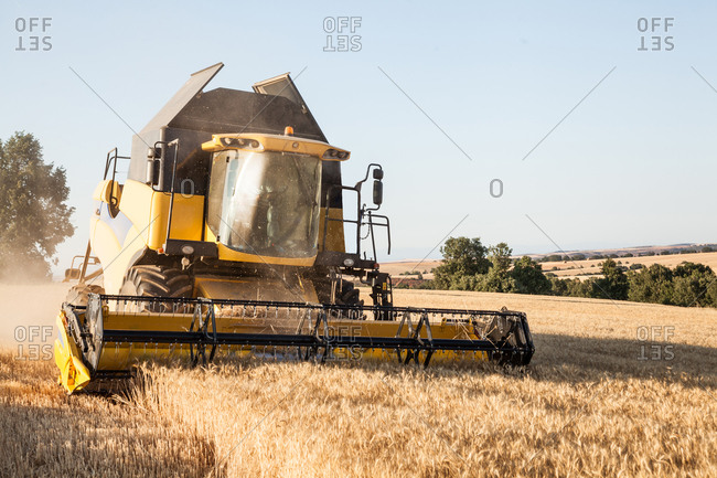 Yellow harvester working a wheat farm at sunset