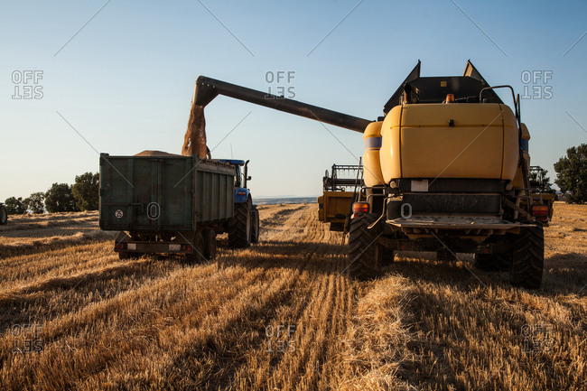 Yellow harvester in a wheat farm at sunset and loading the tractor trailer to store