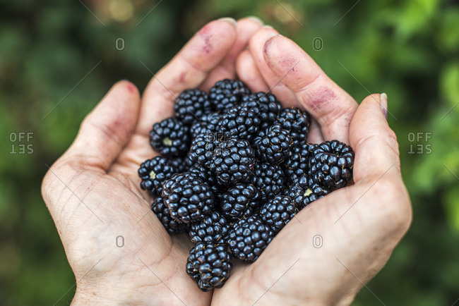 A handful of blackberries