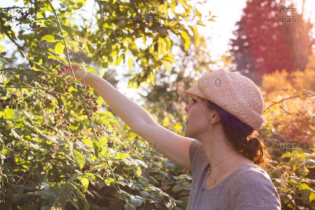 A woman forages for blackberries in the English countryside