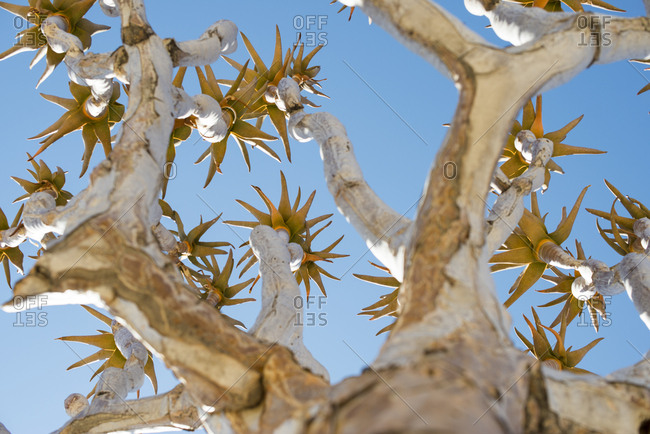 Low angle view of a Quiver Tree in Namibia