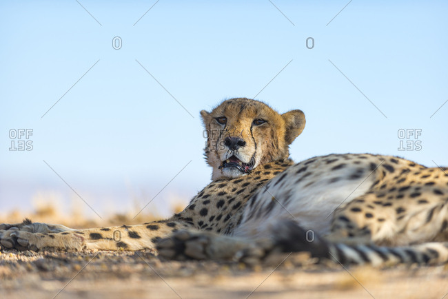 A Cheetah on the desert plains in Southern Namibia