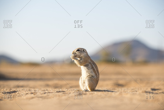 A Ground Squirrel in the desert in Namibia