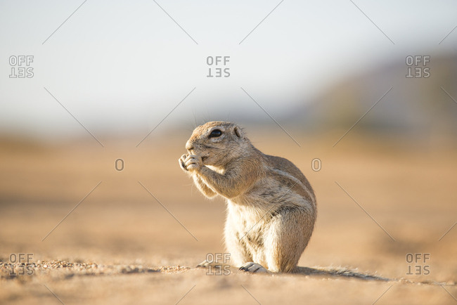 A Ground Squirrel near the small town of Solitare in Namibia