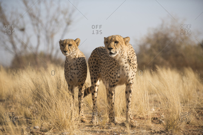 Cheetahs on the plains in Southern Namibia