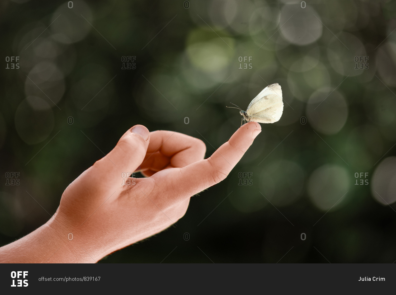 Child\'s hand holding a small moth