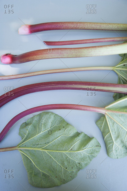 Rhubarb