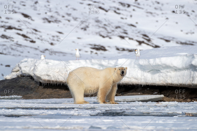 Adult male polar bear, Ursus maritimus, on the fast ice of Svalbard.