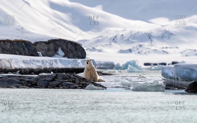 Adult male polar bear, Ursus maritimus, in natural habit in Svalbard.