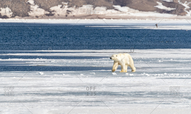 Young adult polar bear, Ursus maritimus, walks along the fast ice of Billefjord, Svalbard.