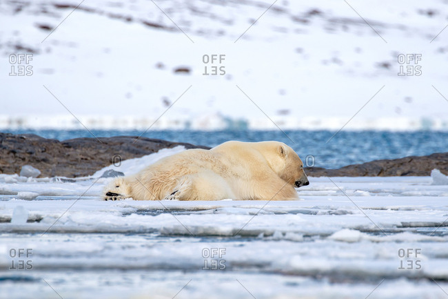 Adult male polar bear, Ursus maritimus, resting on the fast ice of Svalbard.