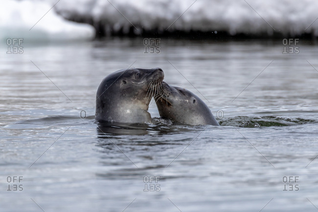 Two harbor seals, Phoca vitulina, play and interact in the icy waters of Svalbard