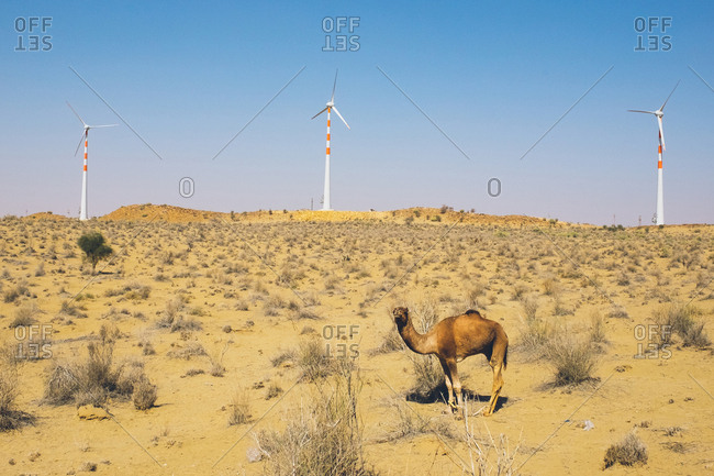 Camel in the desert by wind turbines