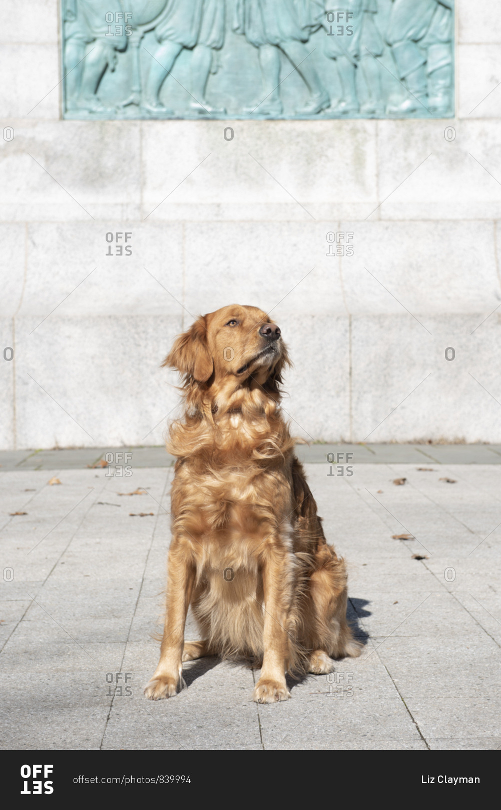 Well trained golden retriever sitting on park sidewalk looking up on an autumn day