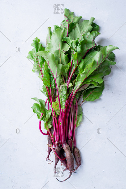 Young beetroot green tops fresh picked from the farm