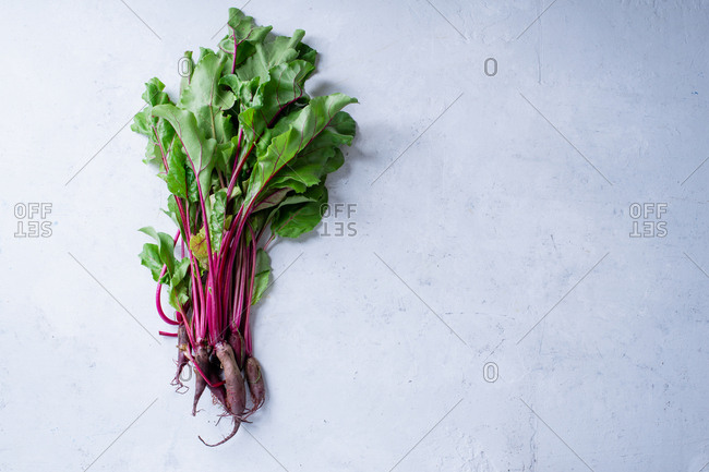 Young beetroot green tops fresh picked from the farm