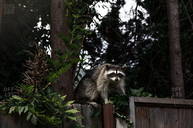Raccoon climbing on fence