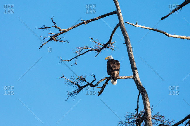 Bald eagle perched on a tree branch