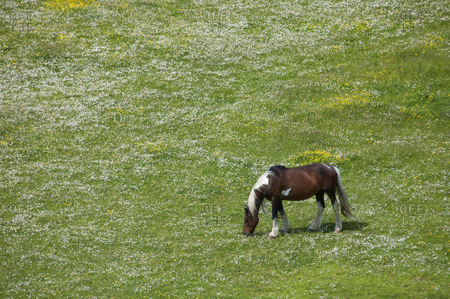 Horse grazing near Dublin airport in field of clovers in Ireland