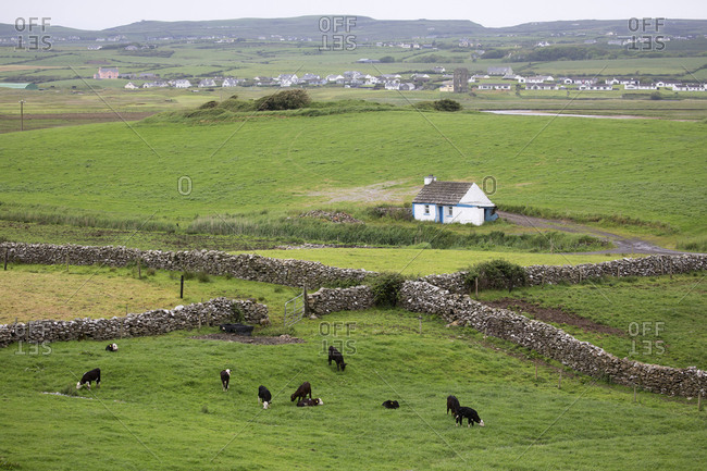 Cattle grazing in the countryside, Buff, Ireland