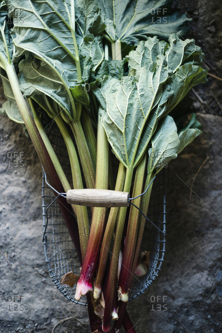 Fresh rhubarb in a wire basket