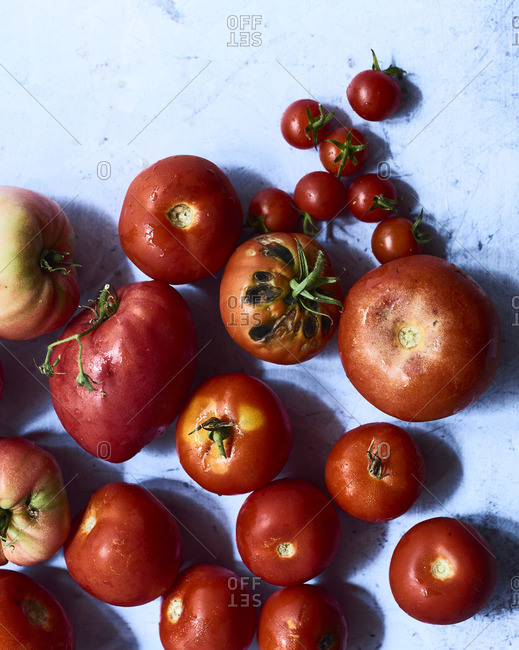 Various freshly harvested tomatoes (seen from above)