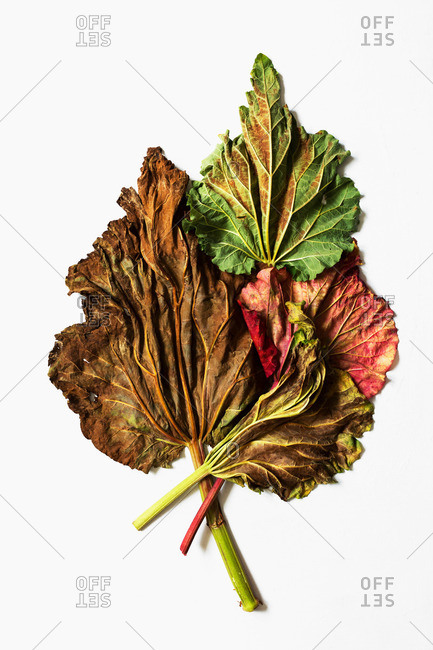 Dried rhubarb leaves with stems