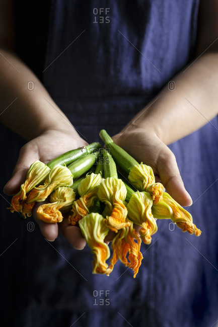 Fresh courgette flowers held in hands