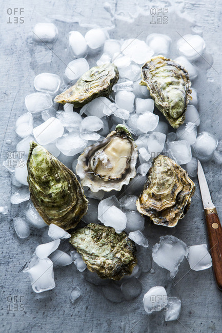 Fresh oysters with ice cubes and a knife