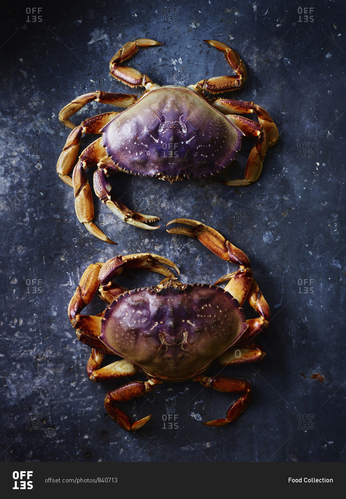 Two crabs on a black background