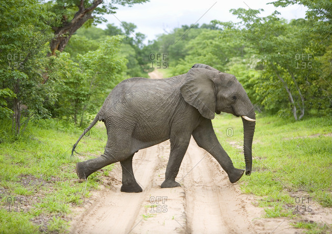 Elephant crossing a dirt road central Botswana