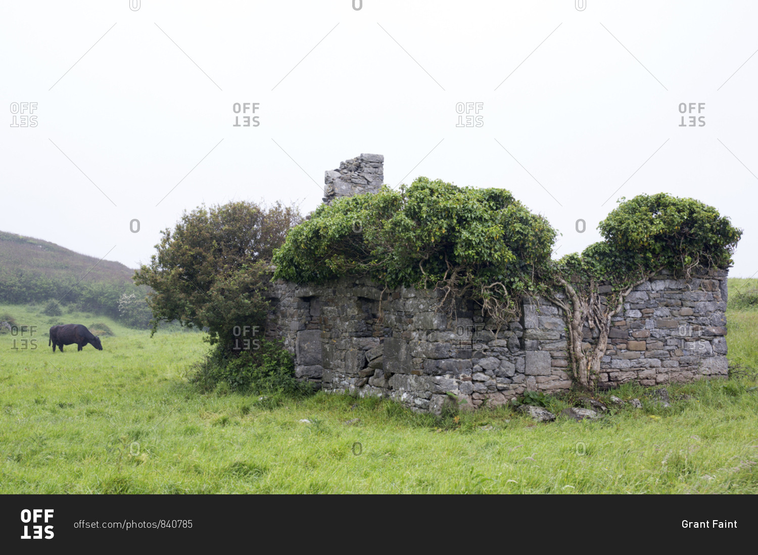 Abandoned stone farmhouse with tree of life vines of ivy in the Ring of Kerry, Ireland stock