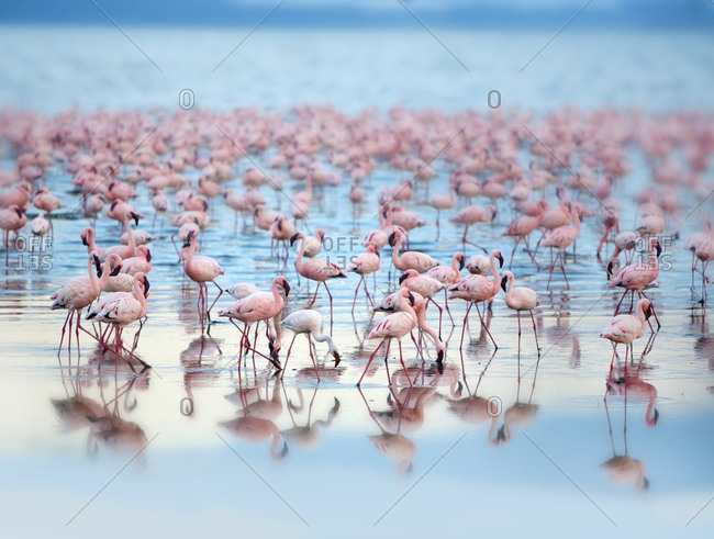 Flamingoes at Lake Nakaru in Kenya
