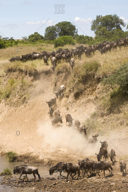 Wildebeest migration, Masai Mara region, Kenya