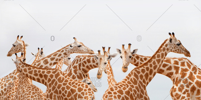 Group of giraffes, Masai Mara region, Kenya